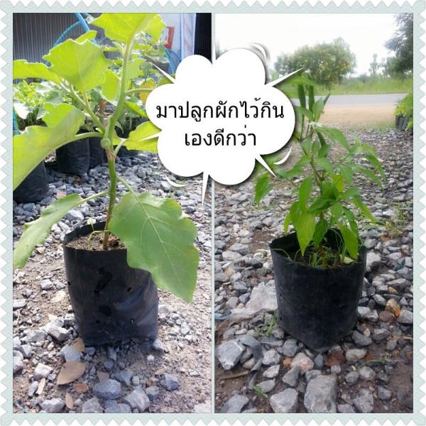 ต้นมะเขือ ต้นพริกแกว ติด เม็ดแล้ว 10 บ | ayara farm - บรรพตพิสัย นครสวรรค์