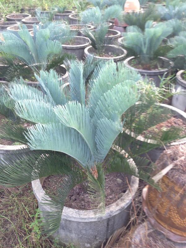 มิสเตอร์ปาล์ม Cycas cairnsiana