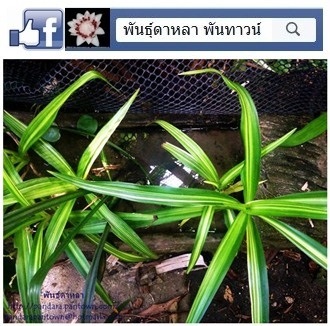 พลับพลึงน้ำด่าง | พันธุ์ดาหลา - เมืองเชียงใหม่ เชียงใหม่