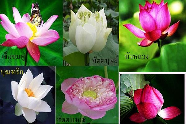 บัว | ชัยวัฒน์. เมล็ดพันธุ์บัว - อรัญประเทศ สระแก้ว