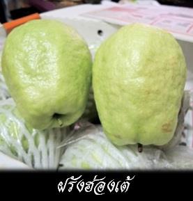 ฝรั่งฮ่องเต้ | ไร่นายเก่ง - หนองเสือ ปทุมธานี