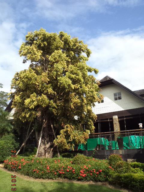 ต้นเสม็ดแดง | nateelandscape62 - เมืองเชียงราย เชียงราย