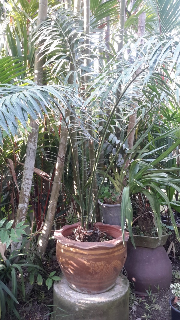 ปรงจีน,Cycas debaoensis | สวนไม้ชานเมือง - ลาดกระบัง กรุงเทพมหานคร