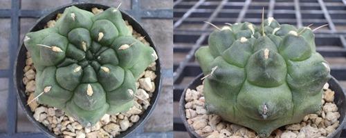 Gymnocalycium montrose  | เต่าทองกระบองเพชร - บางเขน กรุงเทพมหานคร