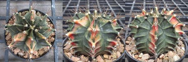 Gymnocalycium variegata  | เต่าทองกระบองเพชร - บางเขน กรุงเทพมหานคร