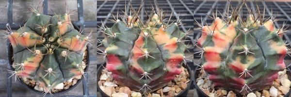 Gymnocalycium variegata 