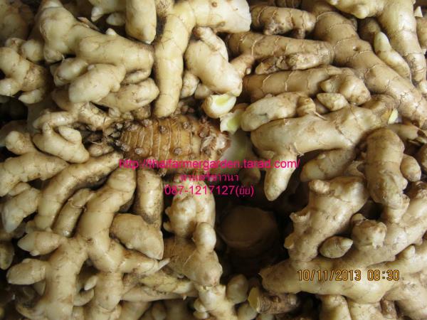 ว่านขมิ้นขาว(ว่านม่วง) Mango ginger  | สวนศรีชาวนา - เมืองปราจีนบุรี ปราจีนบุรี