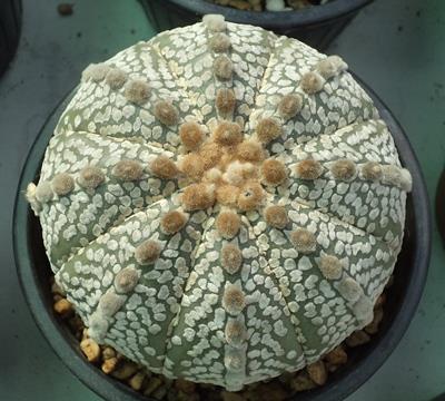 Astrophytum Super Kabuto  | เต่าทองกระบองเพชร - บางเขน กรุงเทพมหานคร