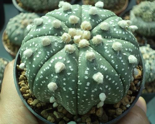 Astrophytum miracle  | เต่าทองกระบองเพชร - บางเขน กรุงเทพมหานคร