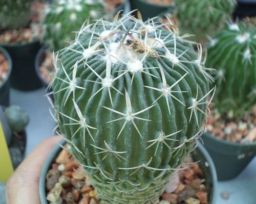 Echinofossulocactus 