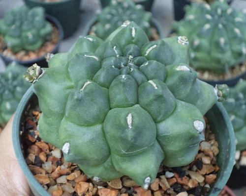 Gymnocalycium montrose  | เต่าทองกระบองเพชร - บางเขน กรุงเทพมหานคร