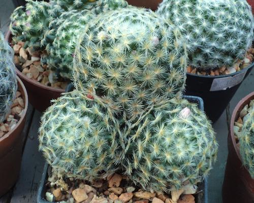 Mammillaria schiedeana  | เต่าทองกระบองเพชร - บางเขน กรุงเทพมหานคร