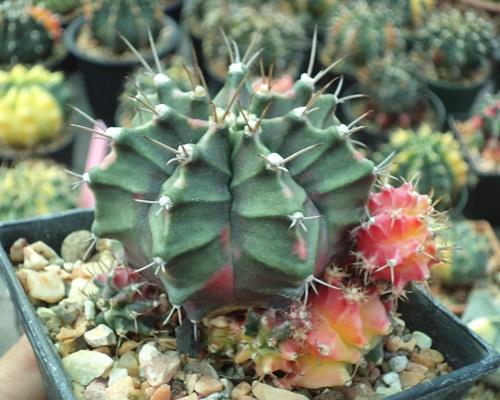 Gymnocalycium variegata  | เต่าทองกระบองเพชร - บางเขน กรุงเทพมหานคร