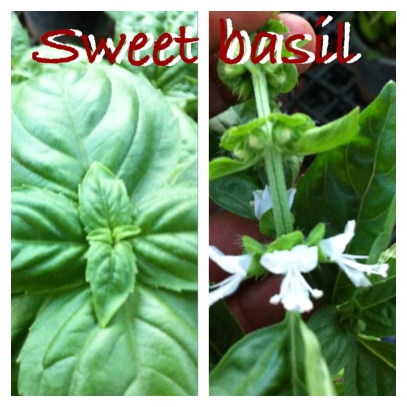 Sweet basil  