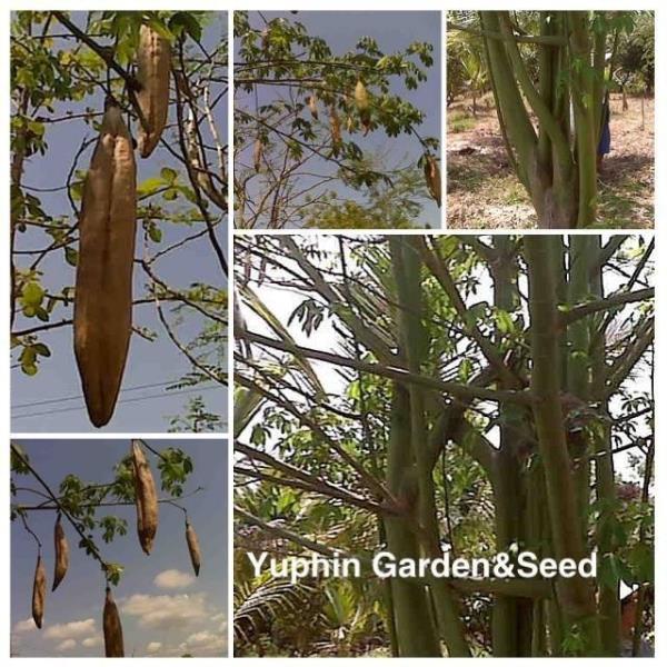เมล็ดนุ่น  | Yuphin Garden&Seed - กระทุ่มแบน สมุทรสาคร