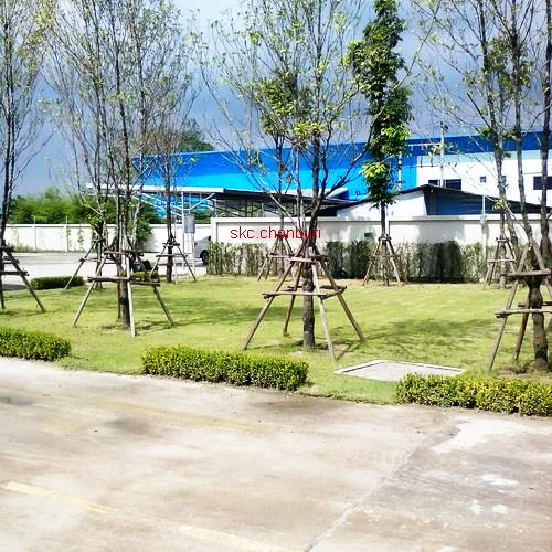 รับจ้างตัดหญ้าเร่งด่วน | SKC Chonburi - เมืองชลบุรี ชลบุรี