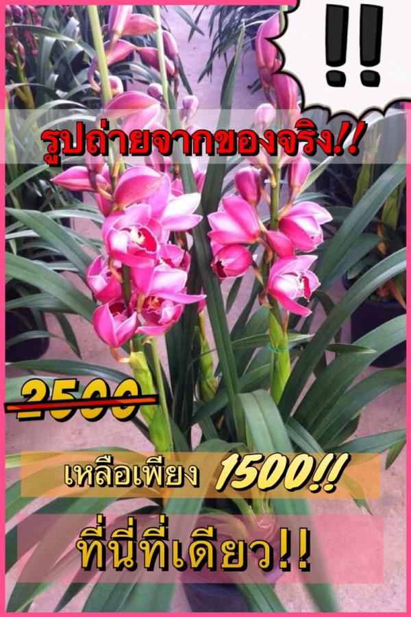 กล้วยไม้ซิมบิเดียม | ไม้ดอกเมืองหนาว - หนองแขม กรุงเทพมหานคร