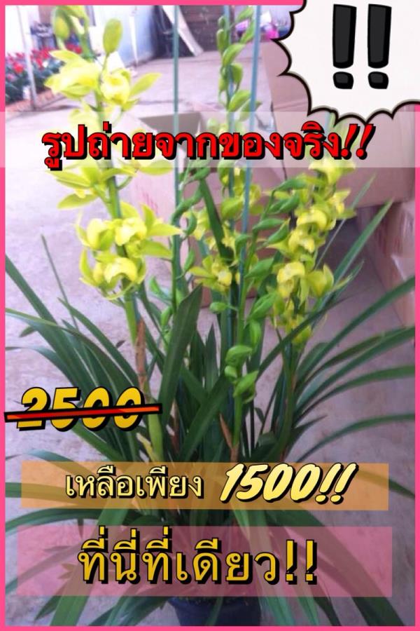 จำหน่าย ซิมบิเดียม นำเข้า | ไม้ดอกเมืองหนาว - หนองแขม กรุงเทพมหานคร