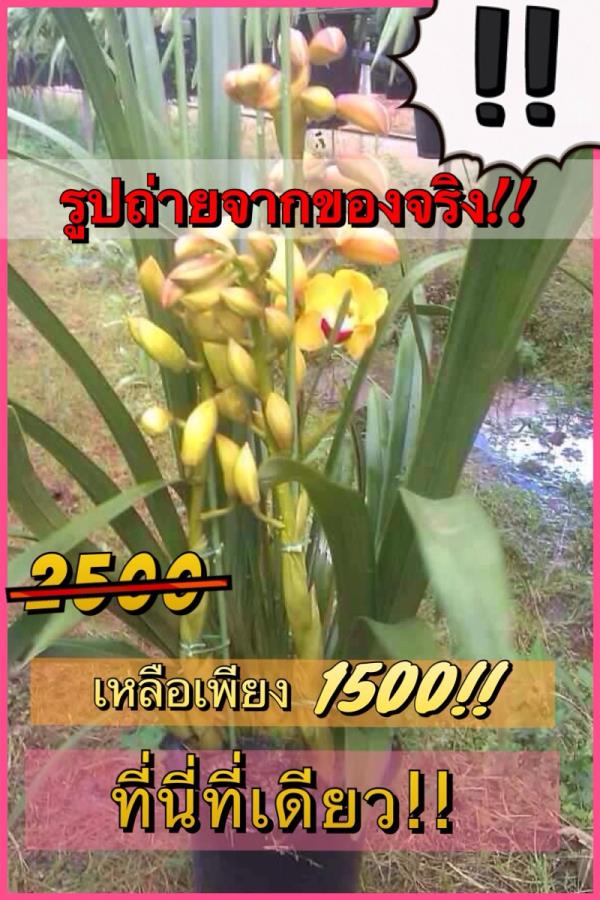 กล้วยไม้ ซิมบิเดียมนำเข้า จำหน่าย ซิมบิเดียมนำเข้า | ไม้ดอกเมืองหนาว - หนองแขม กรุงเทพมหานคร