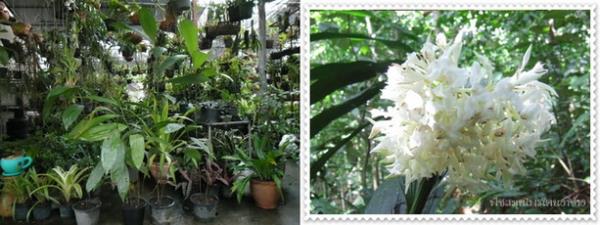 เอื้องลิลา่,กลอนคู่ | homeorchid - สะเดา สงขลา