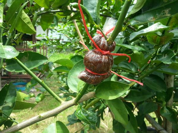 กิ่งพันธุ์มะนาว  | สวนมะนาว (Lime Orchard) - นาทม นครพนม
