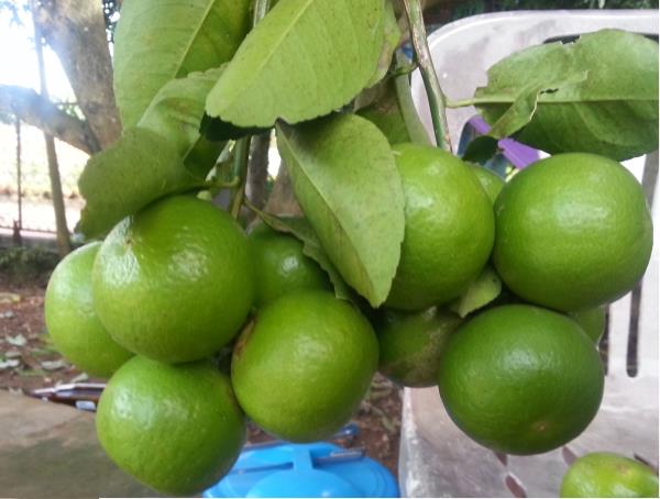 ผลมะนาว | สวนมะนาว (Lime Orchard) - นาทม นครพนม