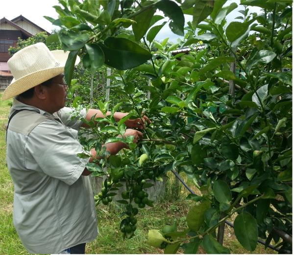 ควั่นกิ่งมะนาว | สวนมะนาว (Lime Orchard) - นาทม นครพนม