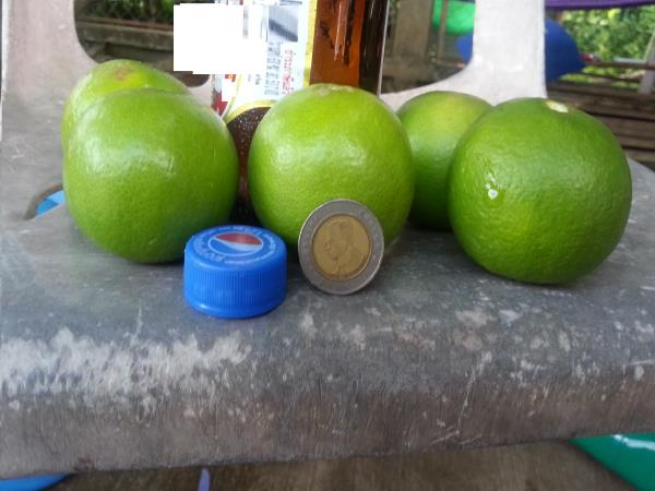ขนาดผลมะนาว | สวนมะนาว (Lime Orchard) - นาทม นครพนม
