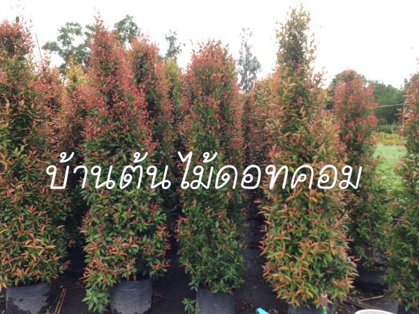 คริสติน่า | สวนบ้านต้นไม้ - องครักษ์ นครนายก