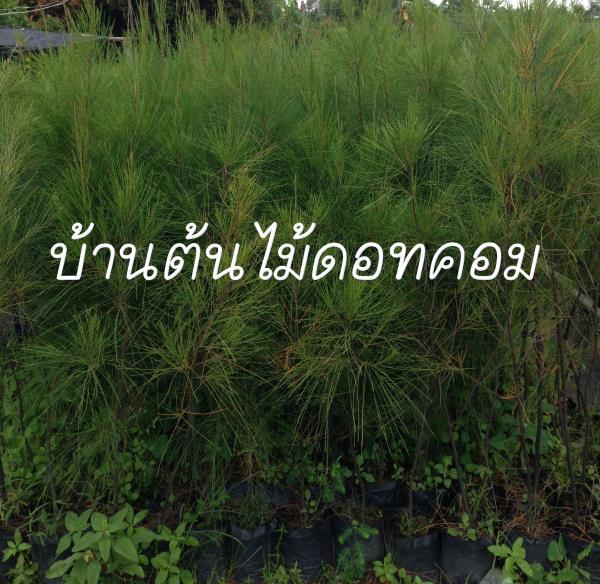 สน | สวนบ้านต้นไม้ - องครักษ์ นครนายก