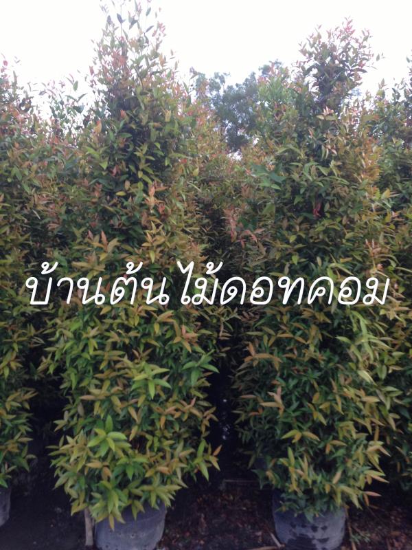 คริสติน่า | สวนบ้านต้นไม้ - องครักษ์ นครนายก