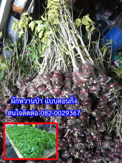 ขายผักหวานป่าแบบตอนกิ่ง ยาวกว่า 1 เมตร  | สวนสมชายพันธุ์มะม่วง - พระพุทธบาท สระบุรี