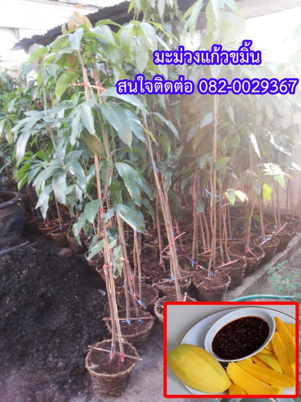 จำหน่ายกิ่งพันธุ์มะม่วง (แก้วขมิ้น) | สวนสมชายพันธุ์มะม่วง - พระพุทธบาท สระบุรี