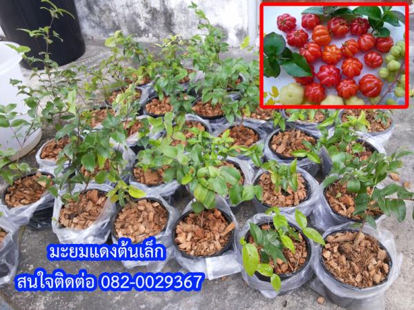 ขายมะยมแดง ขนาดเล็ก ตามรูปถ่ายจริง | สวนสมชายพันธุ์มะม่วง - พระพุทธบาท สระบุรี