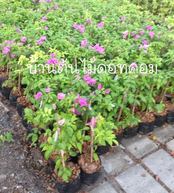 เฟื่องฟ้า | สวนบ้านต้นไม้ - องครักษ์ นครนายก