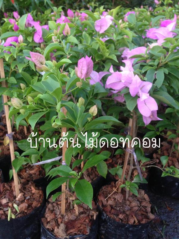 เฟื่องฟ้า | สวนบ้านต้นไม้ - องครักษ์ นครนายก