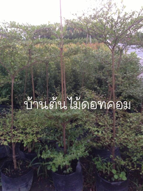 หูกระจง | สวนบ้านต้นไม้ - องครักษ์ นครนายก