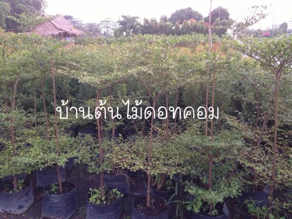 หูกระจง | สวนบ้านต้นไม้ - องครักษ์ นครนายก