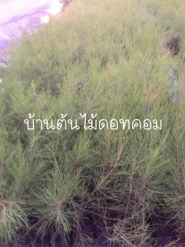 สน | สวนบ้านต้นไม้ - องครักษ์ นครนายก