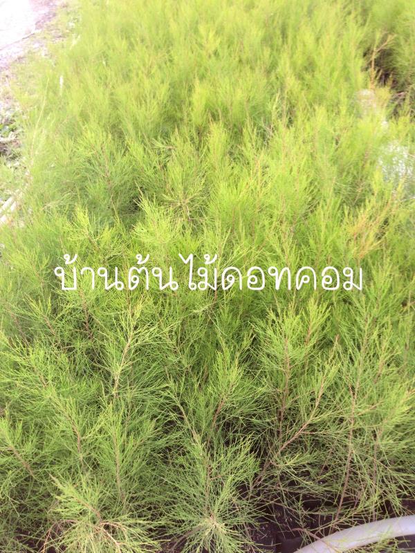 สน | สวนบ้านต้นไม้ - องครักษ์ นครนายก