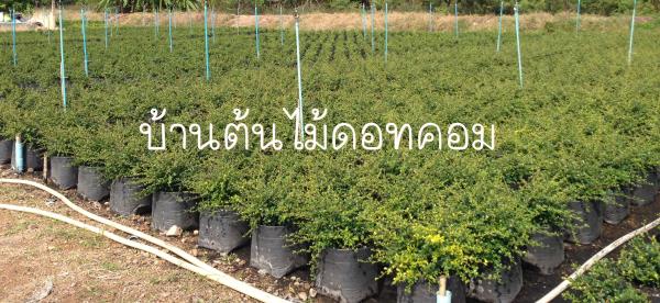 ชาฮอกเกี๊ยน | สวนบ้านต้นไม้ - องครักษ์ นครนายก