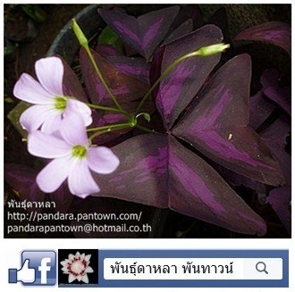 ผีเสื้อราตรีดอกสีม่วงใบด่างสีม่วง