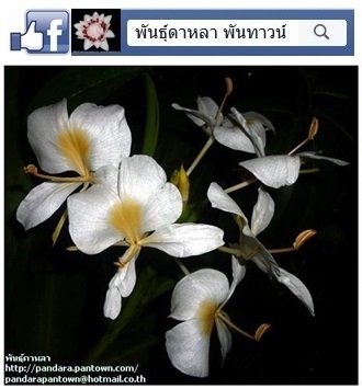 มหาหงส์สีขาวเหลือง | พันธุ์ดาหลา - เมืองเชียงใหม่ เชียงใหม่