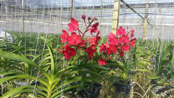 กุนตนาเรด | praeworchids - ท่ามะกา กาญจนบุรี
