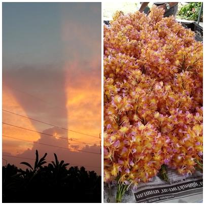 บางกอกซันเซต | praeworchids - ท่ามะกา กาญจนบุรี