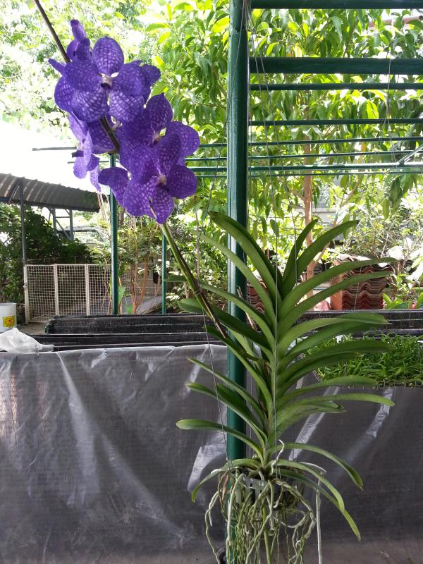 แวนด้ามนุวดี | praeworchids - ท่ามะกา กาญจนบุรี