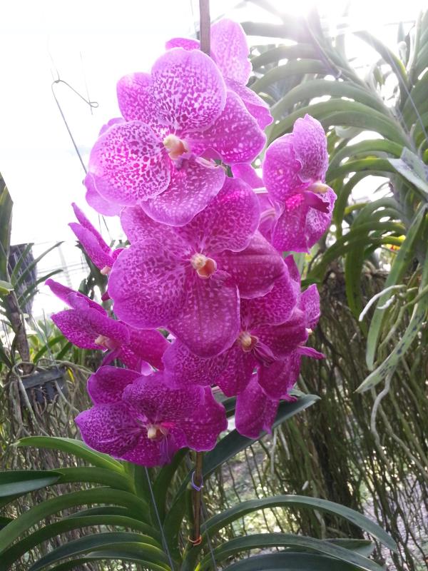 แวนด้า patsaporn pink | praeworchids - ท่ามะกา กาญจนบุรี