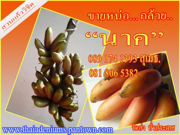 กล้วยนาค | สวนแก้ววิชิต - ดอนเมือง กรุงเทพมหานคร