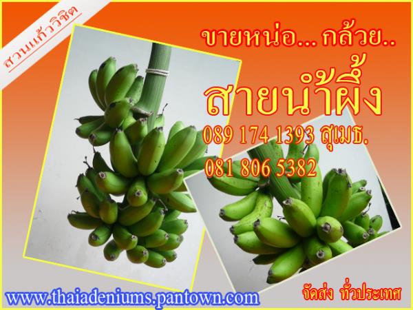 กล้วยสายน้ำผึ้ง  | สวนแก้ววิชิต - ดอนเมือง กรุงเทพมหานคร