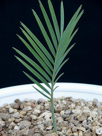 Macrozamia macdonellii